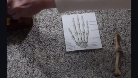 Toe Bone from a 18 foot tall giant