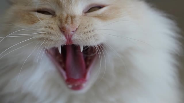 The Best Cat Videos Compilation You'll Ever Watch!"