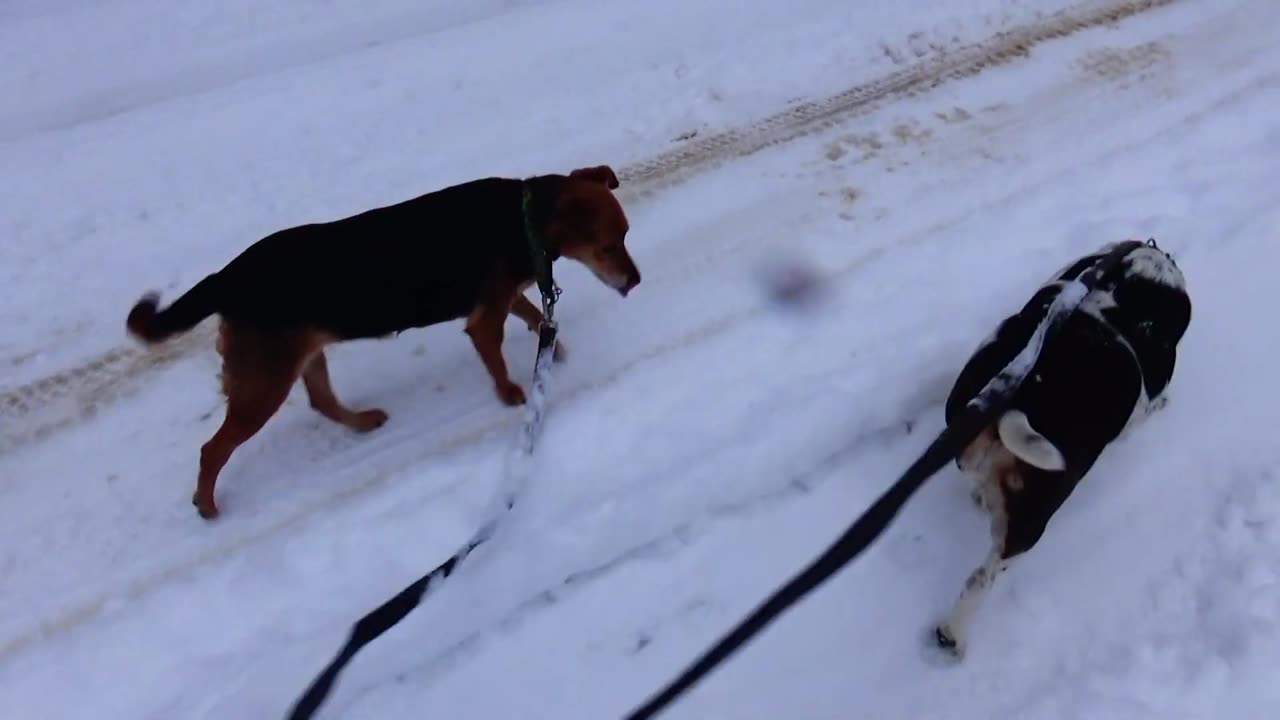 Clarabelle and Bandit