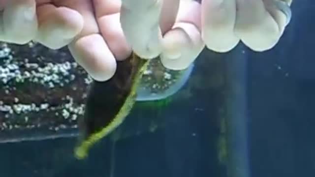 HATCHING A CORAL BANDED CAT SHARK EGG!