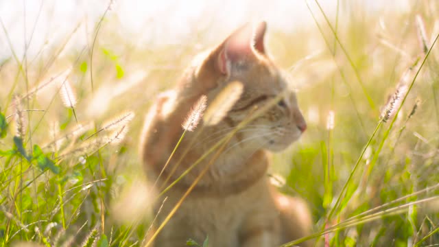 Cat in the Sun