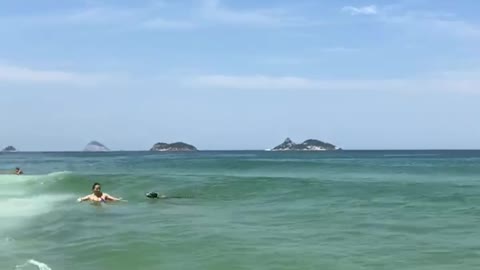 DOG SWIMMING ON THE BARRA DA TIJUCA BEACH