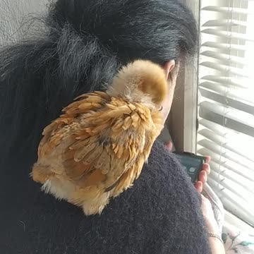 The chicken wants to be a parrot. Animals are amazing!