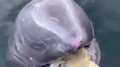Dolphin bring plastic bag to research scientist