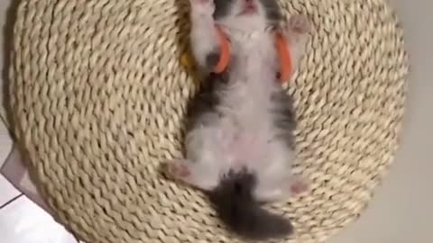 magical animal # cute debut plan