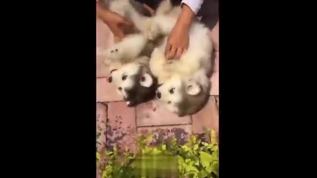 πΆπΆ-Cute Dogs Enjoy The Crawling-ππ