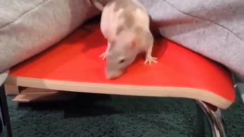 Funny video