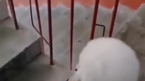 the cute dog 😍😘 walking on Stairs