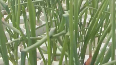 green onion hydroponic