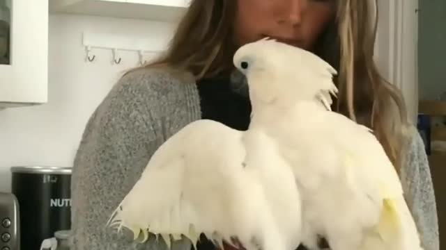 Bird Hug to his owner