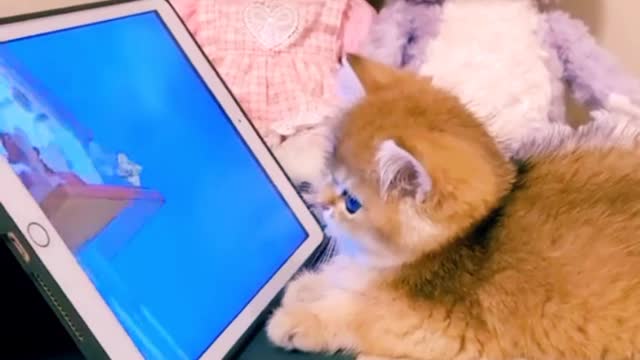 Cute and Funny Cat Videos to Keep You Smiling