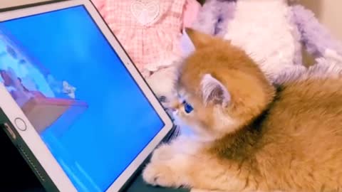 Cute and Funny Cat Videos to Keep You Smiling
