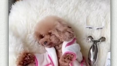 Care for a dog