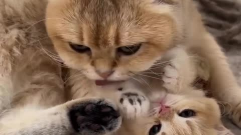 Cute cat love