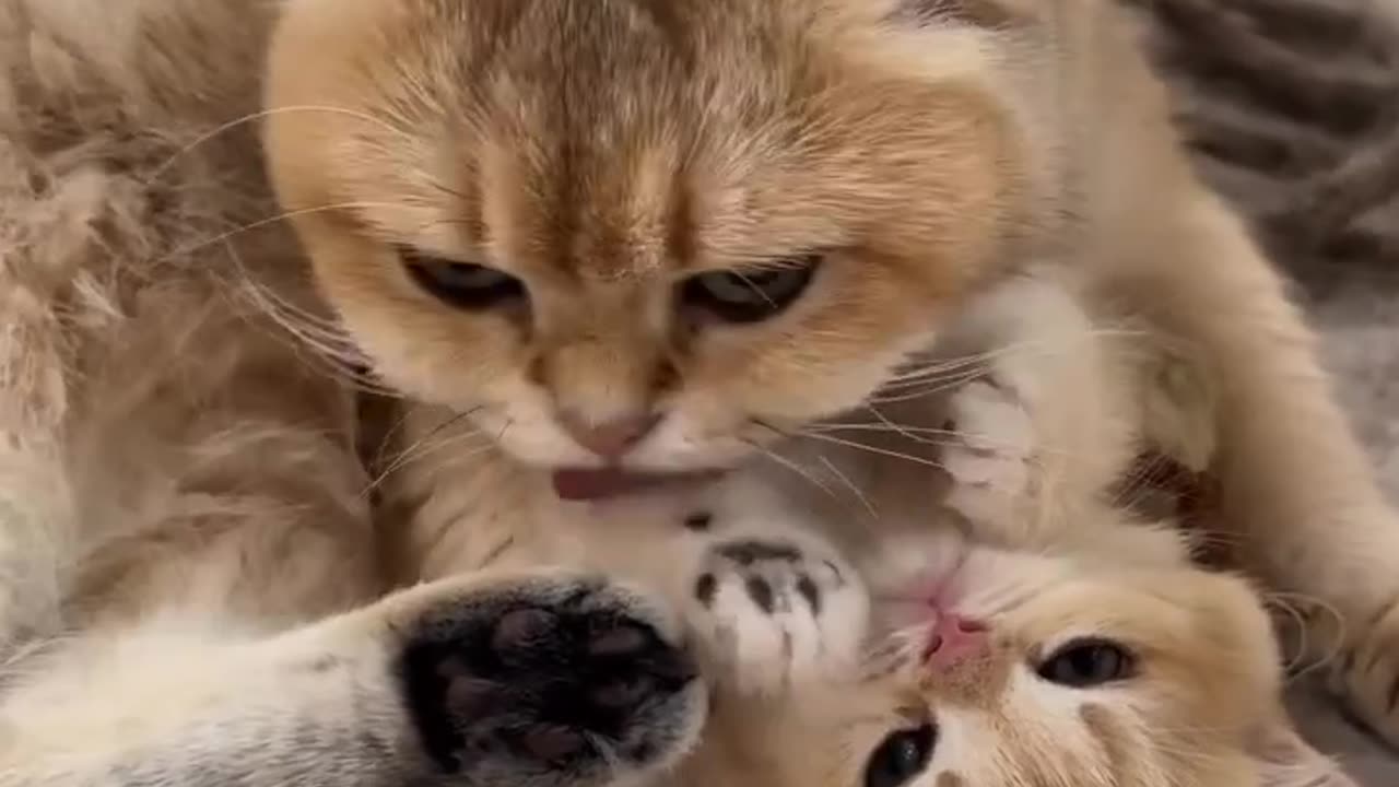 Cute cat love