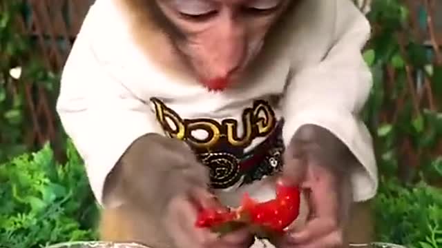 Vai um morango?is there a strawberry?🍓