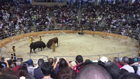 Okinawa Bullfighting October 2015