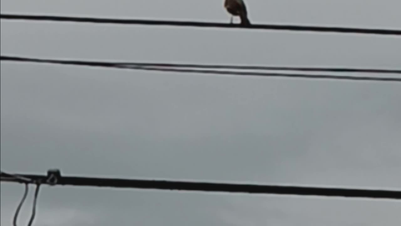 Mockingbird on the wire