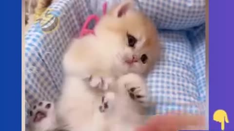 Funniest Cats and Dogs 🐶🐱 Funny Animal Videos #34