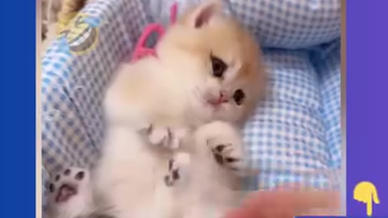 Funniest Cats and Dogs 🐶🐱 Funny Animal Videos #34