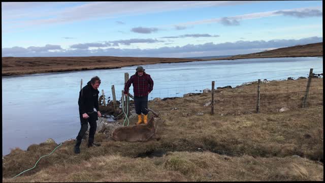 Stag Rescued From Frozen Loch