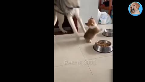 cute and funny animals video