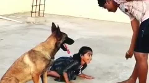 #Lucky_The_Belgian_Malinois-fun_video-#Malinois_#funny_dogs_#playdogs_#support_#