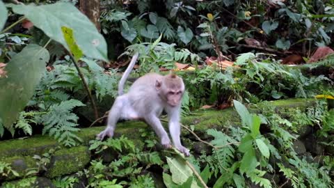 This monkey is weird to have bananas