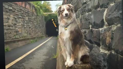 perritos inteligentes y curiosos