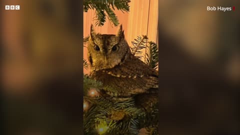 Baby owl found living in family Christmas tree
