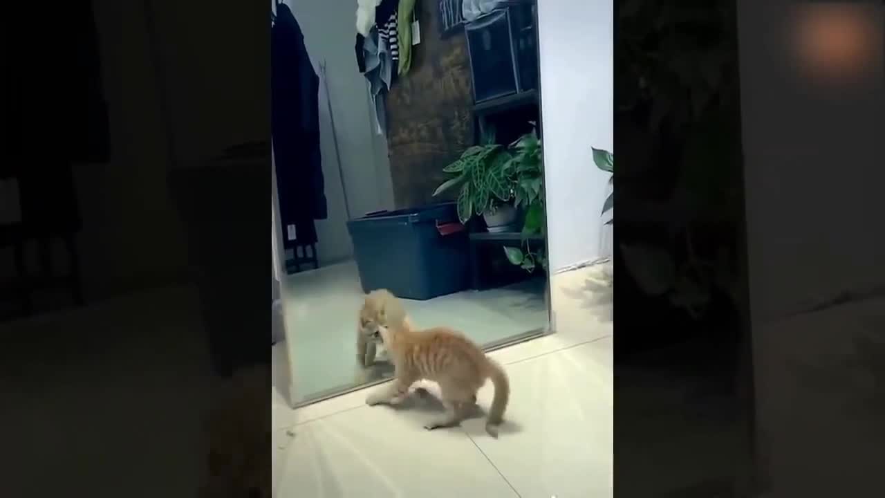 cat clone