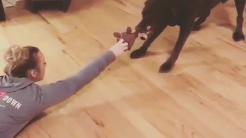 Huge black dog pulls owner who wont let go of toy