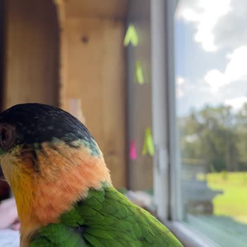 Parrot sees ping pong ball for the first time