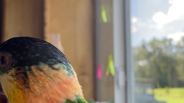 Parrot sees ping pong ball for the first time