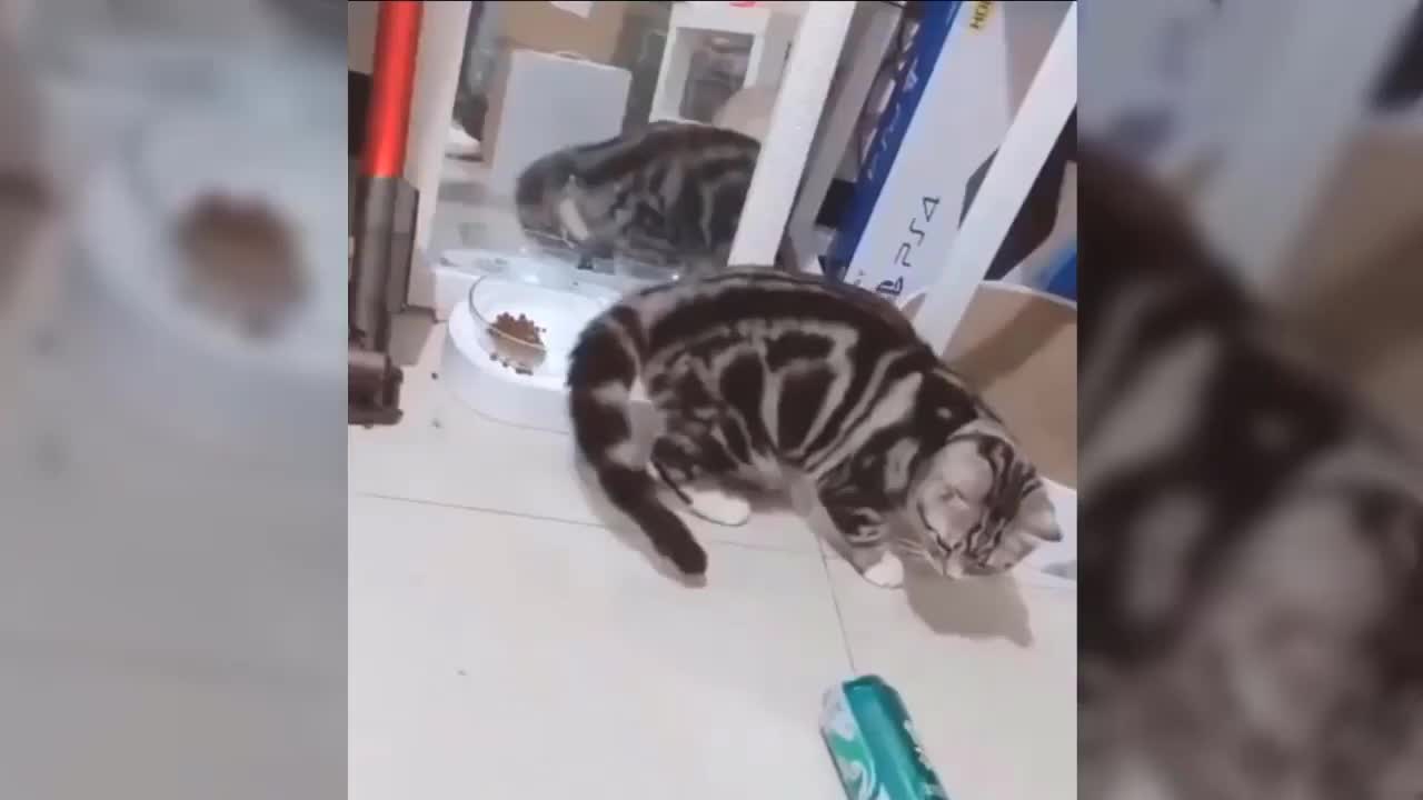 FUNNY CATS //COMPILATION 9//