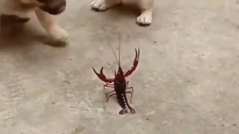 Dog playing with small animal and afraid him 😂