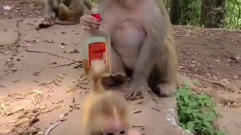 Funny video with monkey