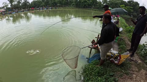 Rohu Fish Hunting Videos