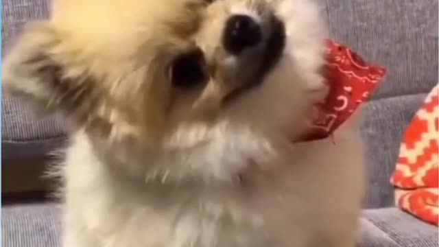 Very funny cats and dogs And you like acting