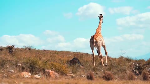 SOUTH AFRICA giraffes,..Wandering in the forest