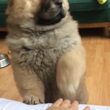 Cachorro de Chow Chow juega a 'mano y pata' con su dueño
