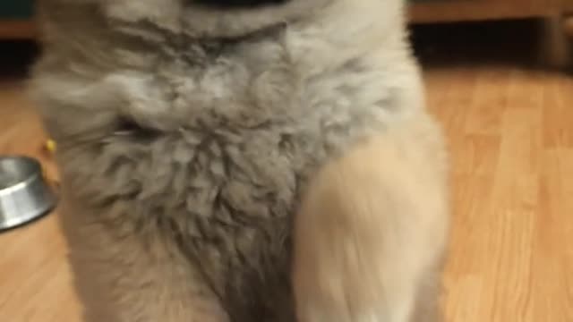 Cachorro de Chow Chow juega a 'mano y pata' con su dueño