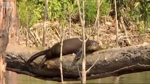 Search for Otters | Amazon Abyss | BBC Earth