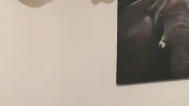 cat in action 007