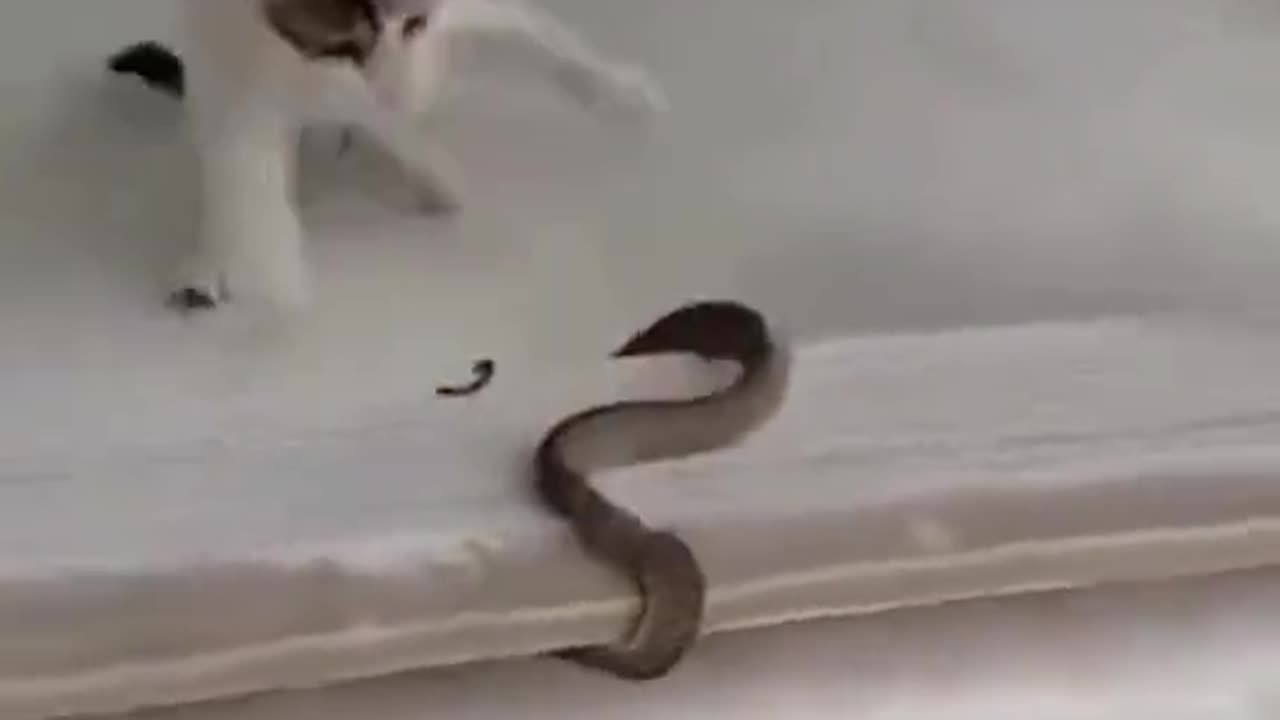 Cat and Snake fight | nature lover | save animals