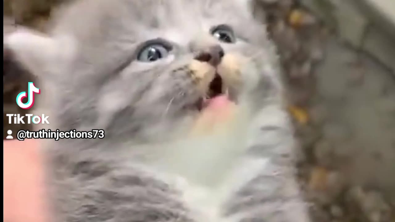 The last dragon kitten