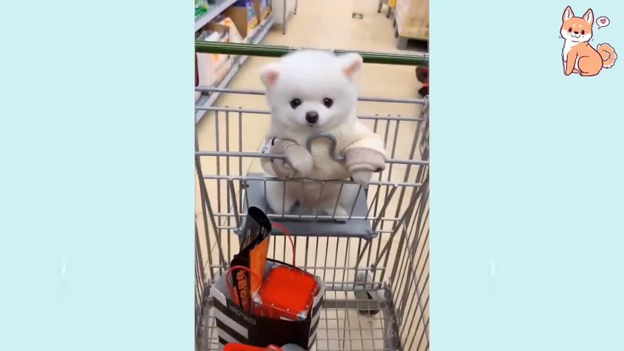 2021 Cute pets compilation #4