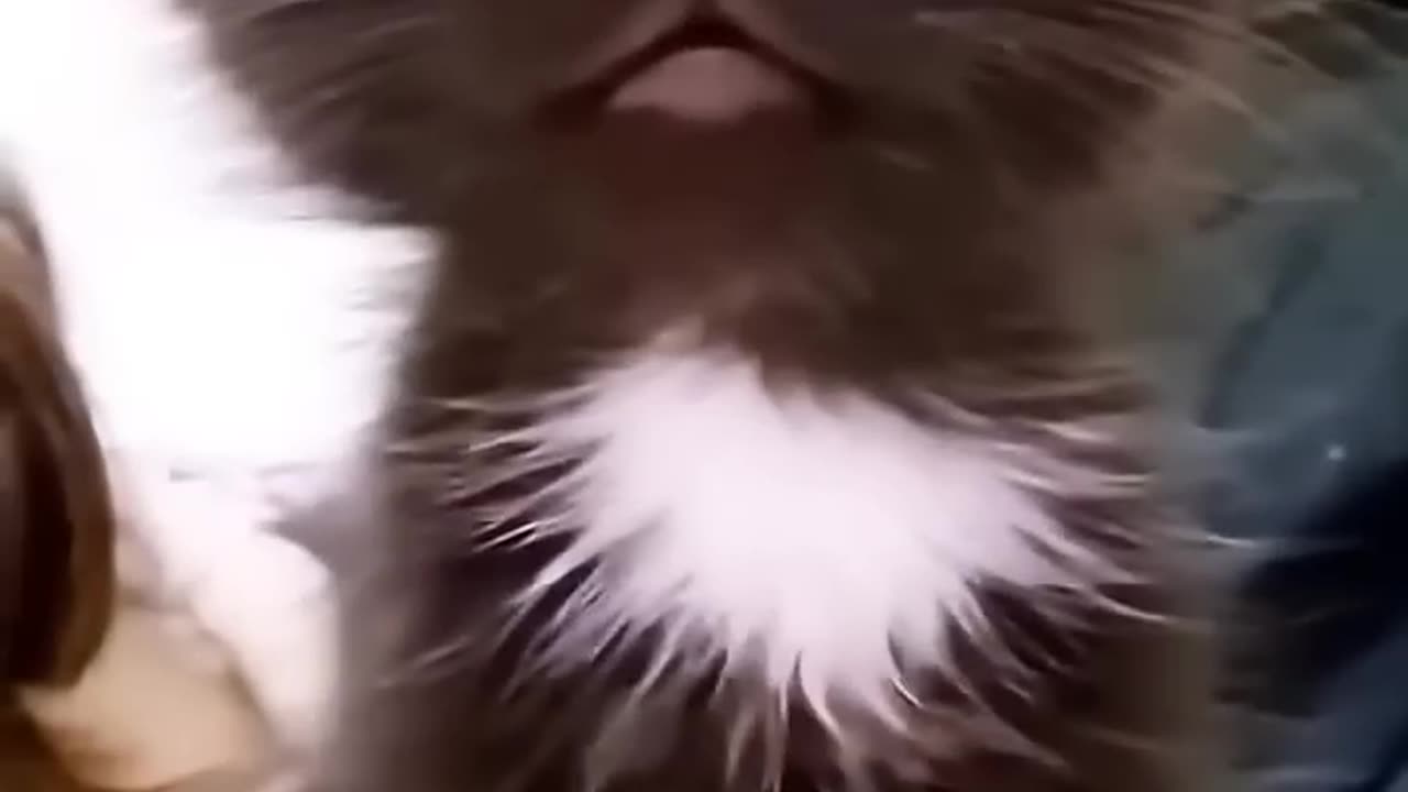 Cat funny video