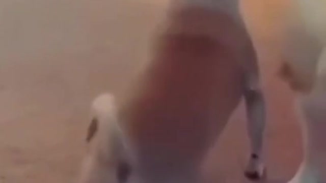 Tik tok dog funny video