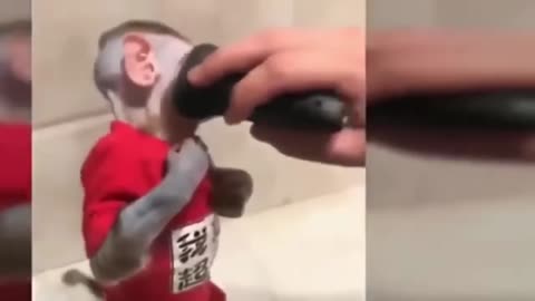 funny monkeys, shaving,